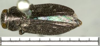 Media type: image;   Entomology 2703 Aspect: head dorsal view